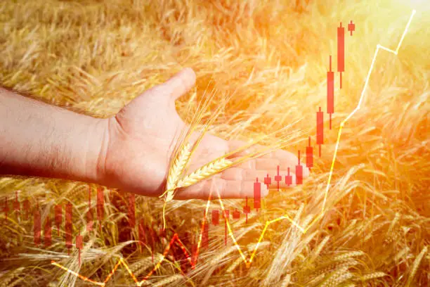 Hand in wheat field with graph