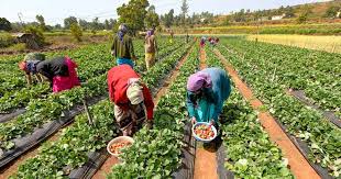 Group Farming / FPO
